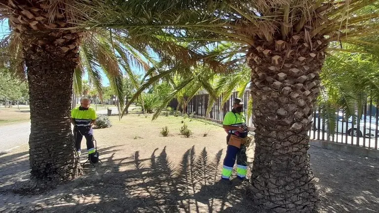 Palmeras