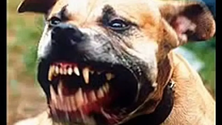 pit bull