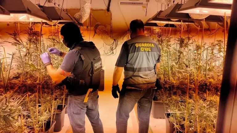 Los agentes, en el cultivo.