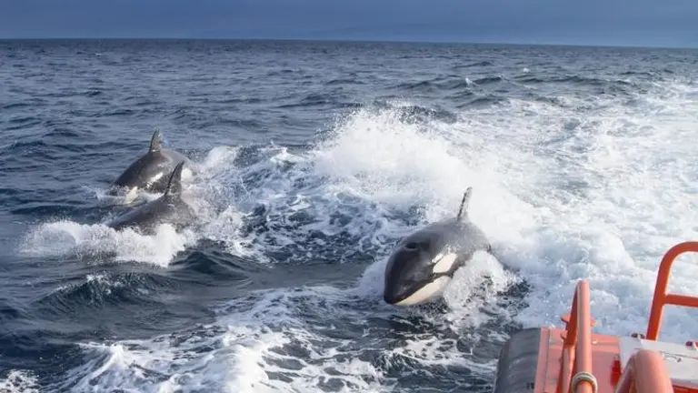 orcas estrecho