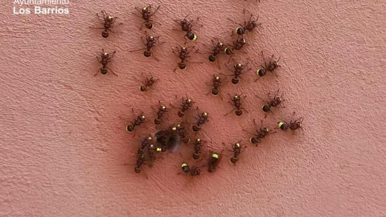 avispones