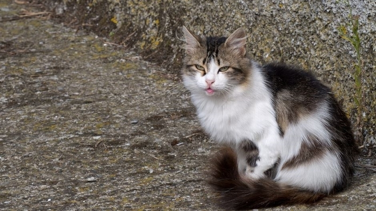 gato