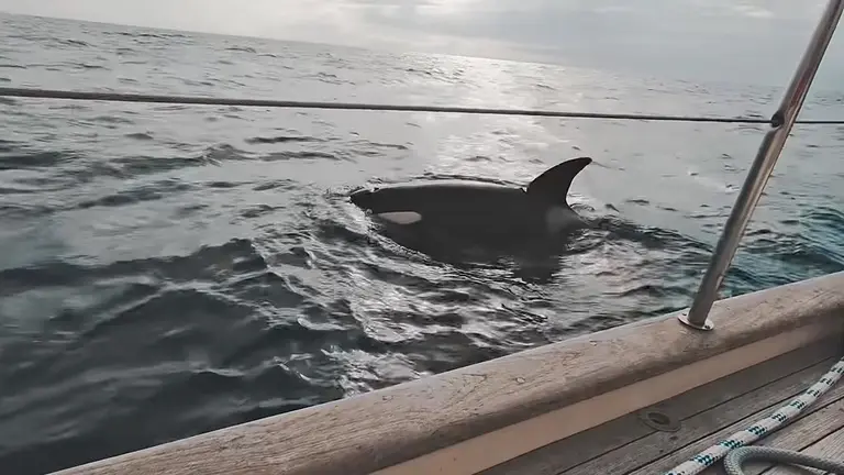 una orca ataca un velero