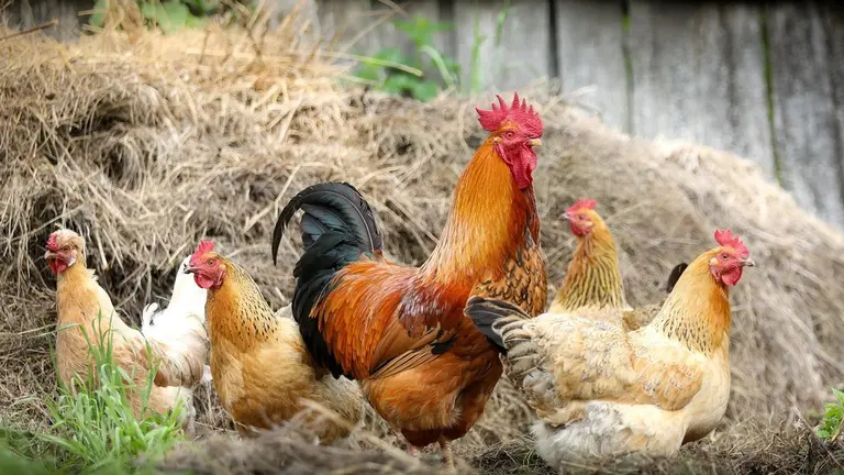chickens-2522623_1920