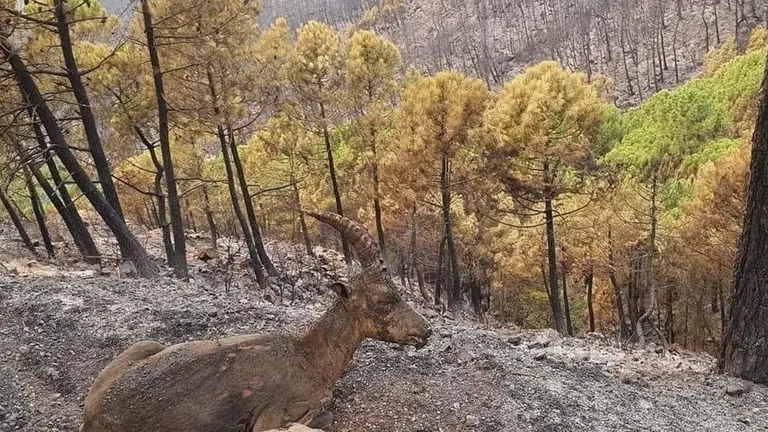 sierra bermeja