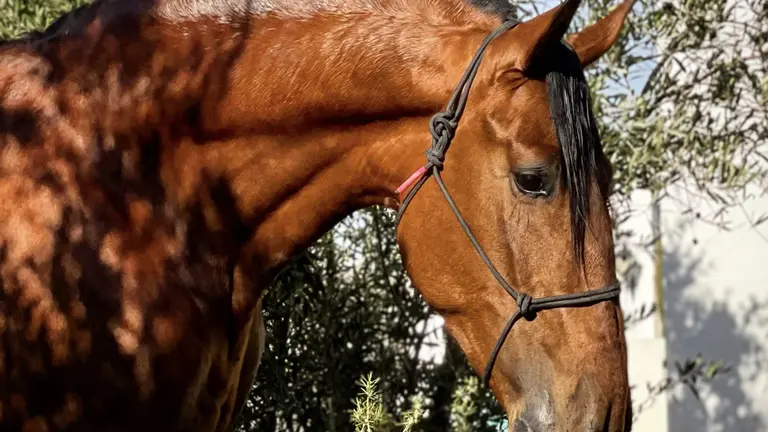 caballos