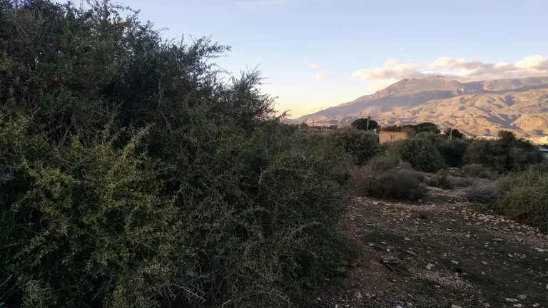 Moi Palmero. Arto a los pies de la Sierra de G&aacute;dor.