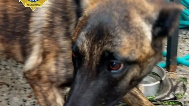 perro