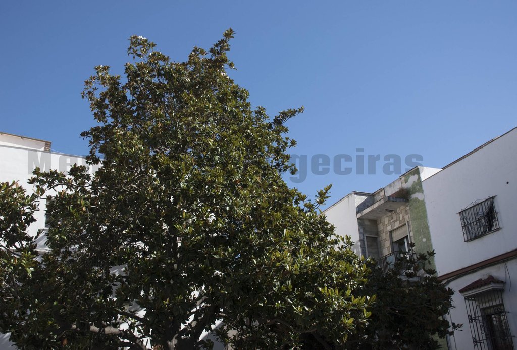 Magnolio
