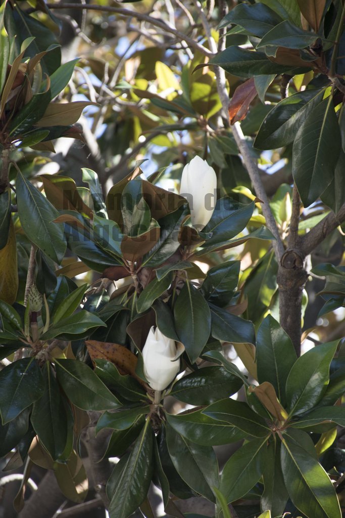 Magnolio 02 (1)