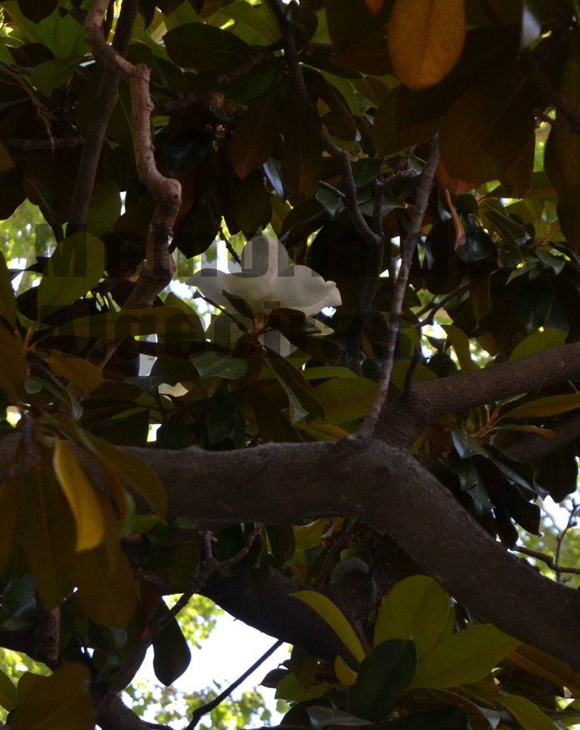 Flor del Parque (1)