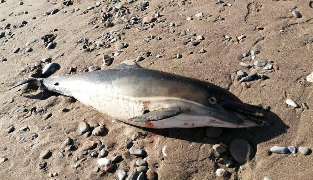 delfin